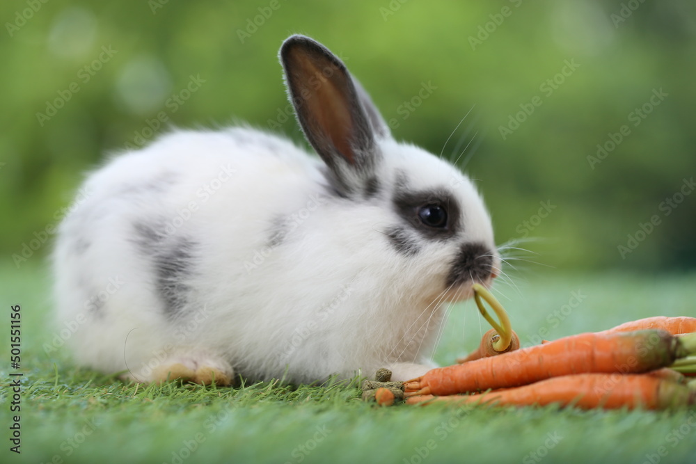 Cute little rabbit on green grass with natural bokeh as background during spring. Young adorable bunny playing in garden. Lovely pet at park with baby carrot as food.