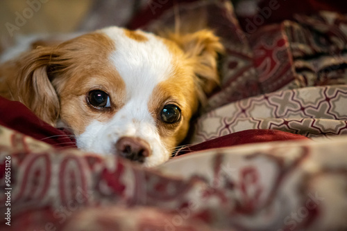 Adorable Cavalier King Charles - Chihuahua mix snuggles in blankets with large eyes and a cute face