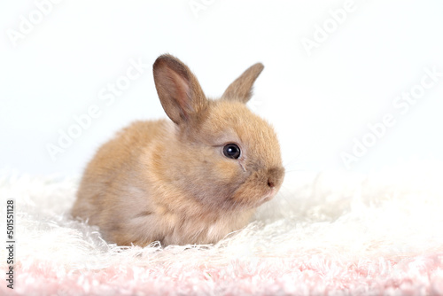 Cute little rabbit on green grass with natural bokeh as background during spring. Young adorable bunny playing on fluffy pink cloth as baby bunnly pet in studio. © soultkd
