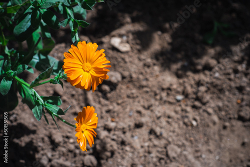 Calendula officinalis with orange petals blossom. Pot marigold flowers with warm yellow color in the garden © Seda Servet