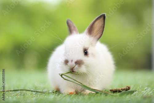 Cute little rabbit on green grass with natural bokeh as background during spring. Young adorable bunny playing in garden. Lovrely pet at park