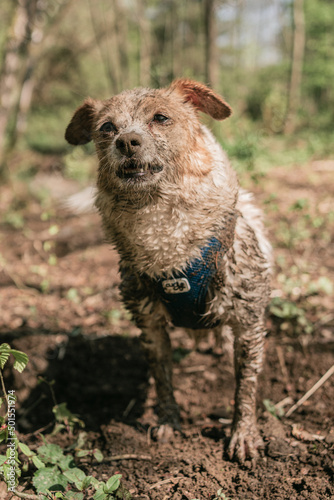 süßer kleiner dreckiger Hund Jack Russell Terrier Mischling hat sich im Dreck gewälzt