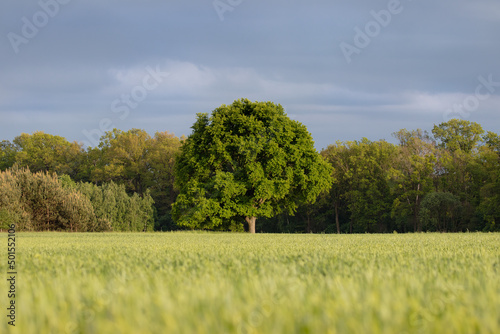 Wallpaper Mural The mighty sessile oak, cornish oak, durmast oak, quercus petraea, stands on the edge of a farmland. A very large, majestic tree, a natural monument, a tree under protection. Torontodigital.ca