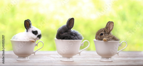 Young Rabbit in white cup on green nature bokeh as background. Little bunny is very cute and funny action for sping or coffee shop banner. Rabbit cafe idea