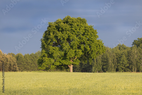 The mighty sessile oak, cornish oak, durmast oak, quercus petraea, stands on the edge of a farmland. A very large, majestic tree, a natural monument, a tree under protection.