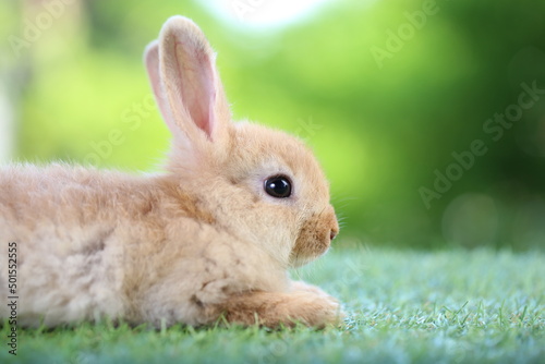Cute little rabbit on green grass with natural bokeh as background during spring. Young adorable bunny playing in garden. Lovrely pet at park © soultkd