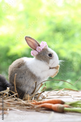 Cute little rabbit on green grass with natural bokeh as background during spring. Young adorable bunny playing in garden. Lovrely pet at park