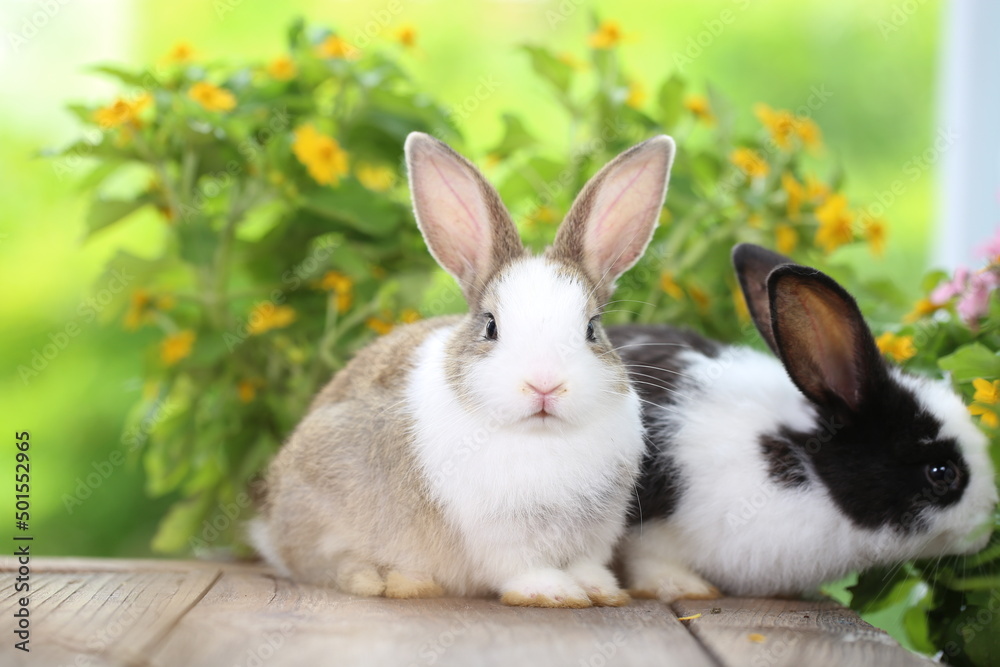 Cute little rabbit on green grass with natural bokeh as background during spring. Young adorable bunny playing in garden. Lovrely pet at park Cute little rabbit on green grass with natural bokeh as background during spring. Young adorable bunny playing in garden. Lovrely pet at park