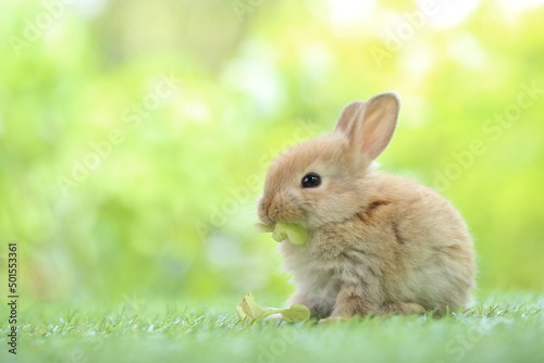 Cute little rabbit on green grass with natural bokeh as background during spring. Young adorable bunny playing in garden. Lovrely pet at park