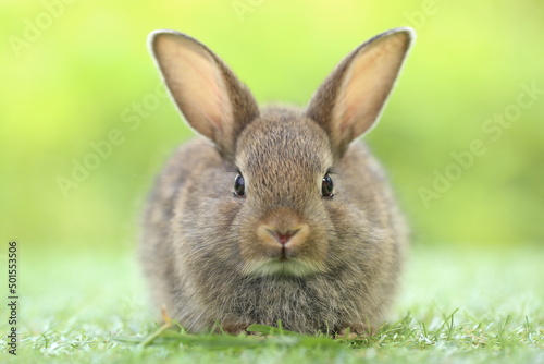 Cute little rabbit on green grass with natural bokeh as background during spring. Young adorable bunny playing in garden. Lovrely pet at park