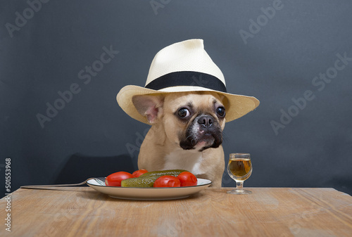 purebred dog french bulldog with a funny black muzzle with big ears and eyes sits posing on a wooden table with red tomatoes and a glass of vodka in a white straw hat against a gray wall © Sergei