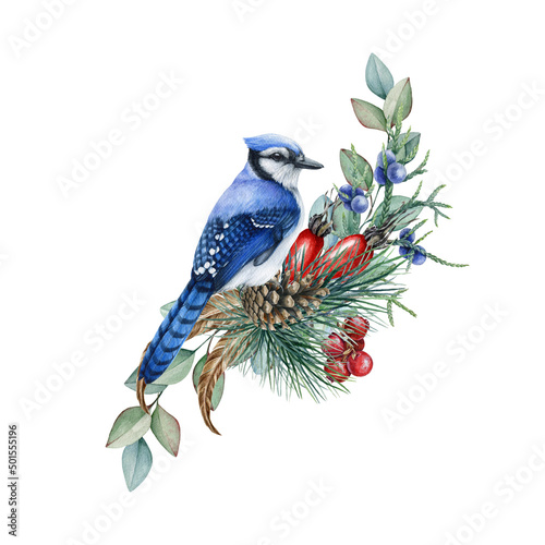 Winter forest floral decor from pine, eucalyptus, blue jay. Watercolor illustration. Hand drawn blue jay with eucalyptus, pine branches, acorns. Decorative natural forest element. White background photo