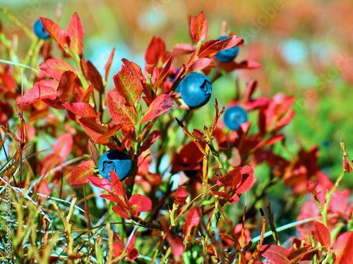 Sprig with european blueberries and red leaves in a mountain forest in Switzerland in autumn. photo