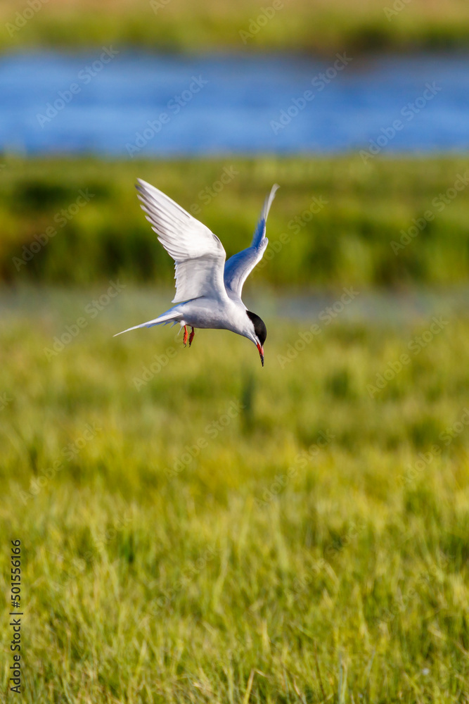 Fototapeta premium Tern hover over a wetland and looking for fis