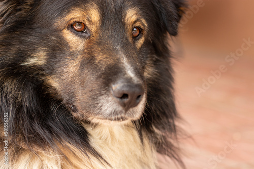 Close-up portrait beautiful furry brown dog.