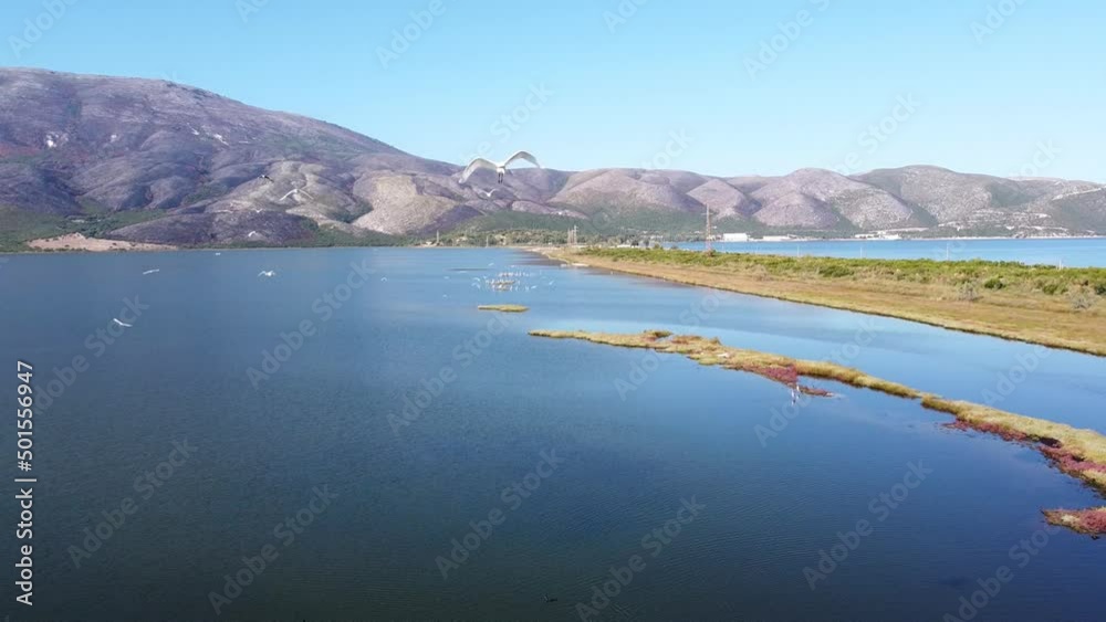 Flock of Herons Birds Fly Towards Camera at Pasha Liman Lagoon and Wetlands in Albania - Aerial Flock of Herons Birds Fly Towards Camera at Pasha Liman Lagoon and Wetlands in Albania - Aerial