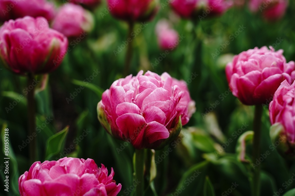 Peony Tulips, close up