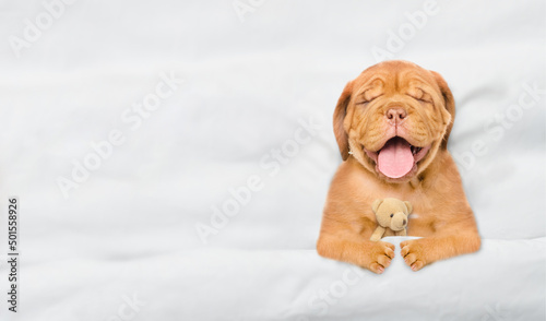 Fototapeta Naklejka Na Ścianę i Meble -  Cozy Mastiff puppy sleeps under white blanket on a bed at home and hugs favorite toy bear before bedtime. Top down view. Empty space for text