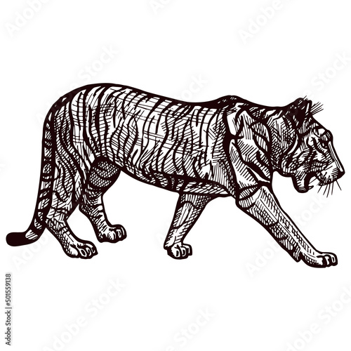 Engraved Tiger sneak in isolated white background. Vintage wild animals in hand drawn style.