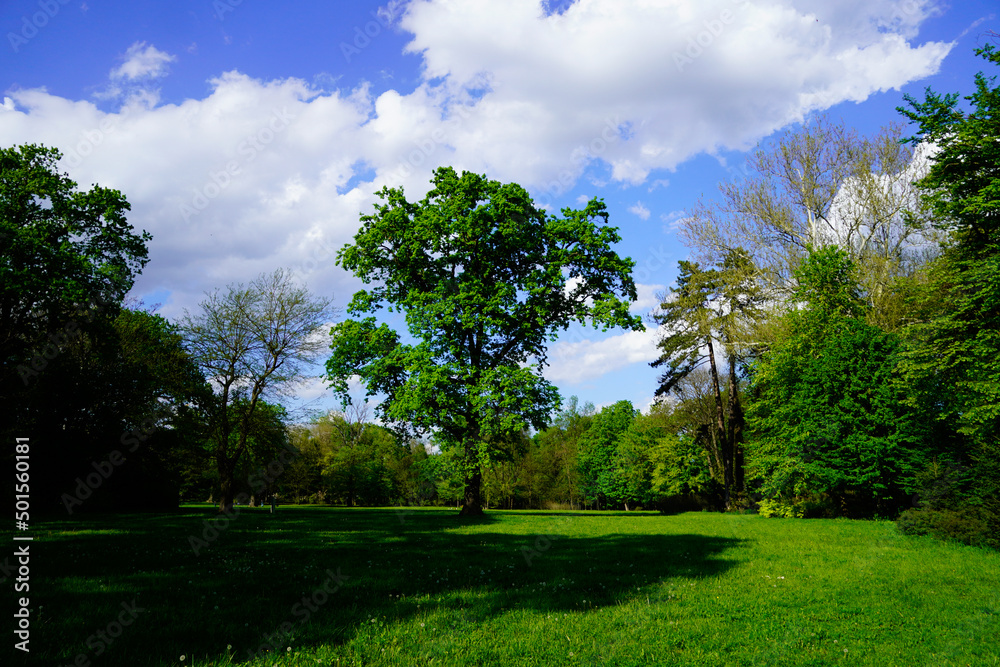 Obraz premium trees and sky, Mogosoaia Park, Bucharest City, Ilfov, Romania 