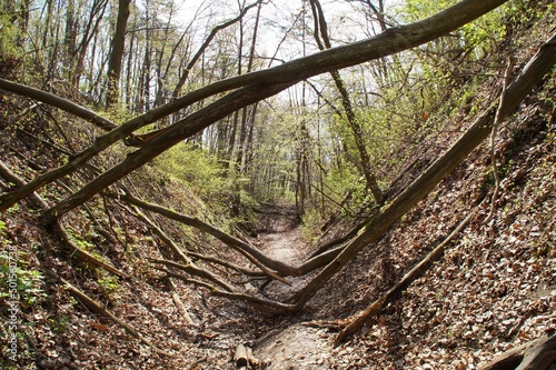 Gorge of St. Apolonia in the Brwileński Forest near Płock in the spring. Fallen trees lying across a forest ravine.