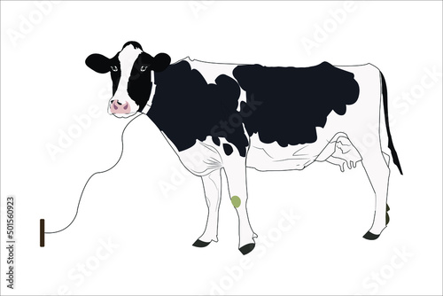 Cow with horns - Illustration on a dark and light background Vector illustration of cow animals, domestic cattle adult .