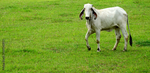 A white cow in a green field was walking and looking over here. Copy space for the concept of the Department of Livestock Development