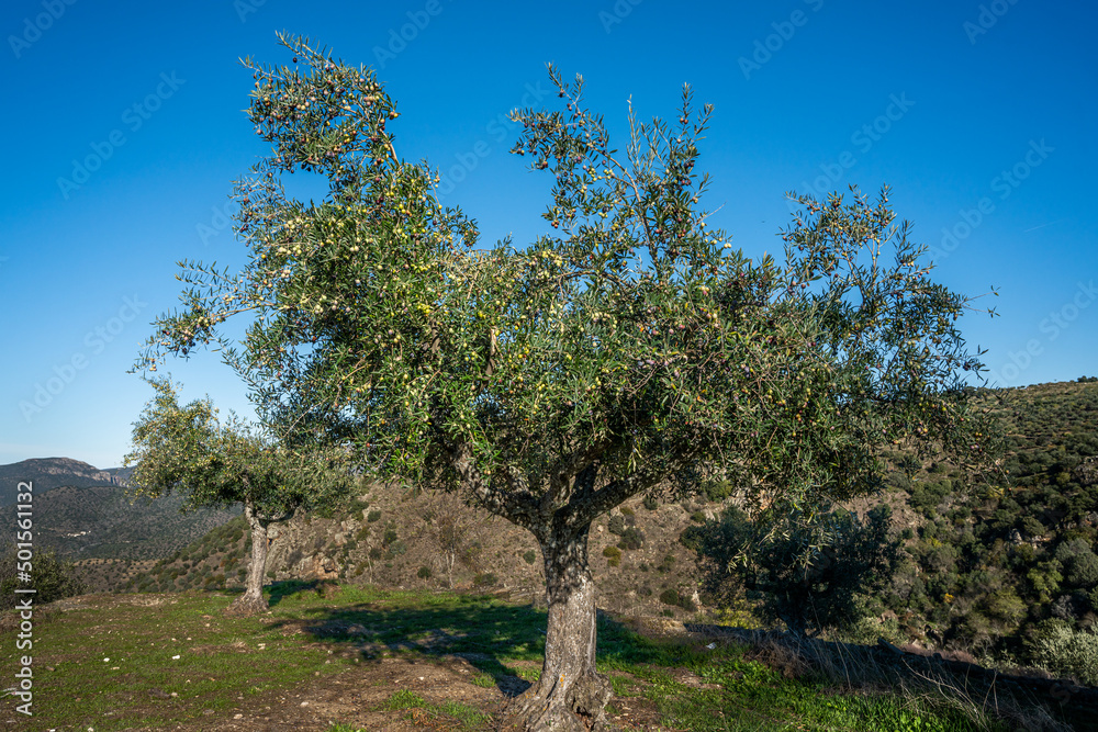 Olive tree at the Alto da Sapinha's Lookout.(Miradouro do Alto da Sapinha)