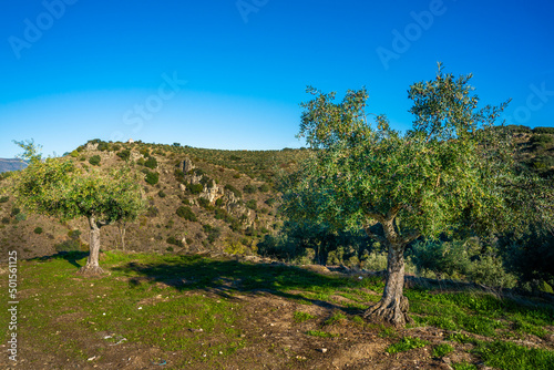 Olive trees at the Alto da Sapinha's Lookout.(Miradouro do Alto da Sapinha) photo
