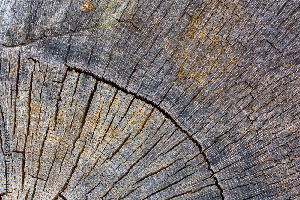 Fototapeta premium Surface of old wooden oak for wallpaper.