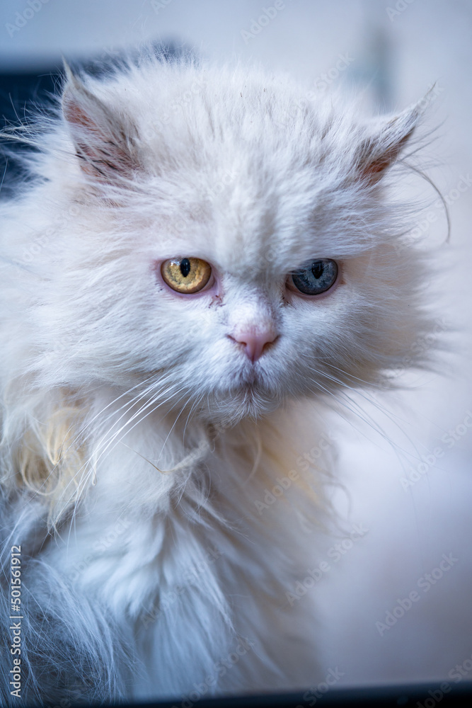 A beautiful white cat with dichromatic eyes (one blue one yellow)