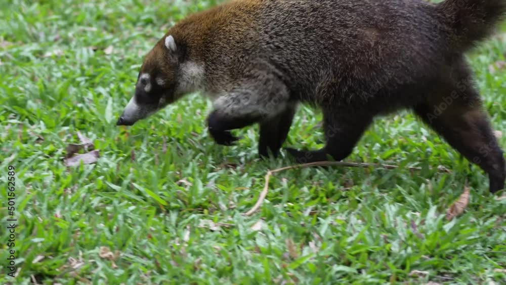 White-nosed coati Searching for food in grass White-nosed coati Searching for food in grass