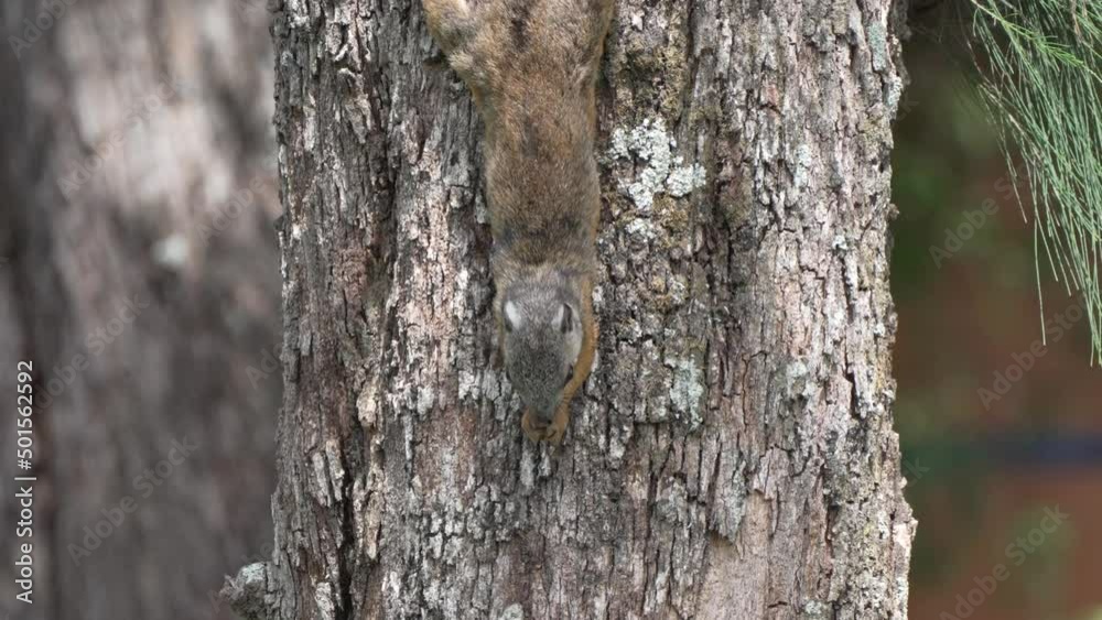Squirrel hanging from hind legs eating in Tree Squirrel hanging from hind legs eating in Tree