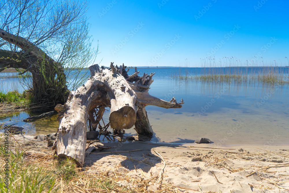 korzeń drzewa na plaży nad jeziorem z widokiem na wodę - obrazy, fototapety, plakaty 