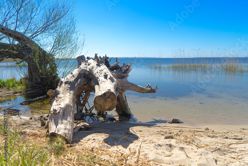 korzeń drzewa na plaży nad jeziorem z widokiem na wodę