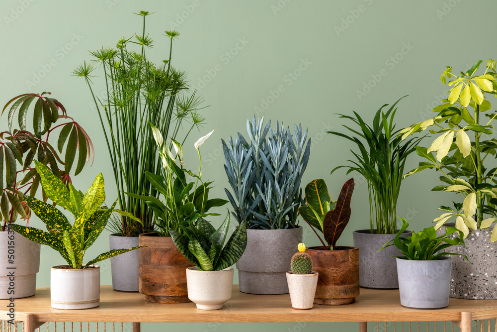 Stylish composition of home garden interior filled a lot of beautiful plants, cacti, succulents, air plant in different design pots. Green wall. Template. Home gardening concept Home jungle