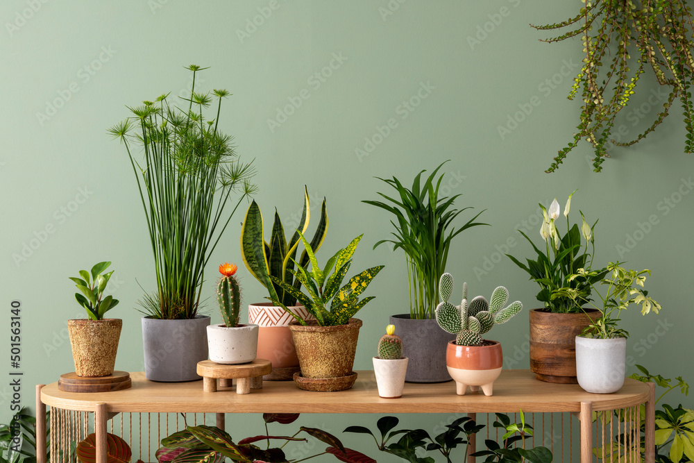 Stylish composition of home garden interior filled a lot of beautiful plants, cacti, succulents, air plant in different design pots. Green wall. Template. Home gardening concept Home jungle