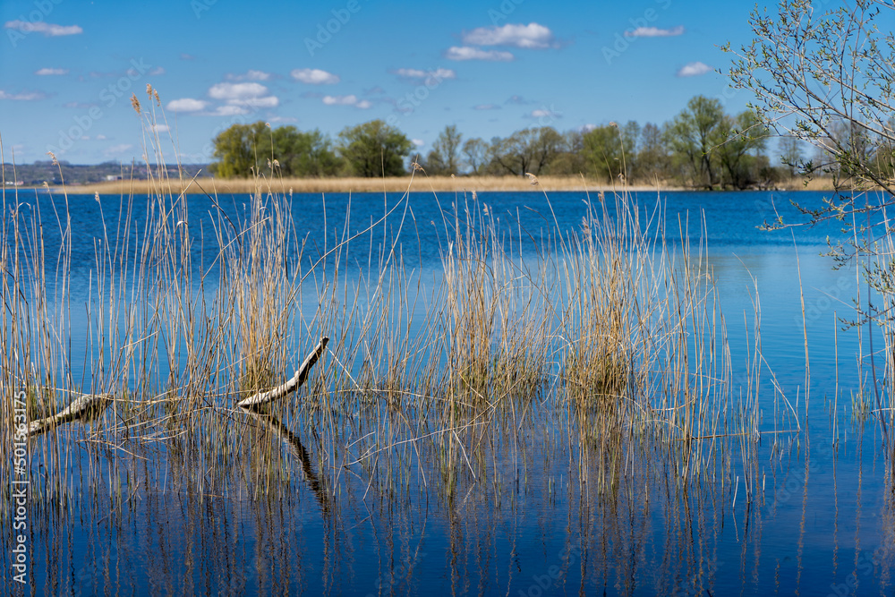 krajobraz jeziora rosną trzciny i trawy widok na jezioro - obrazy, fototapety, plakaty 