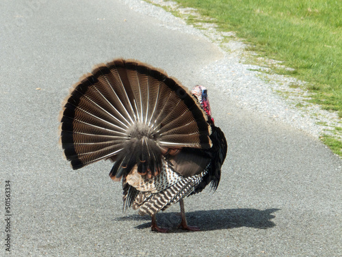 Crossing Guard