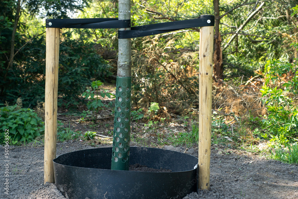 A young tree in the park protected by a special plastic anti-rabbit shield and wind protection made of straps and wooden sticks. Roots are protected with a plastic round shield.
