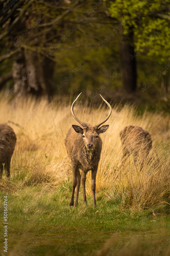deer in the wild deer in the wild