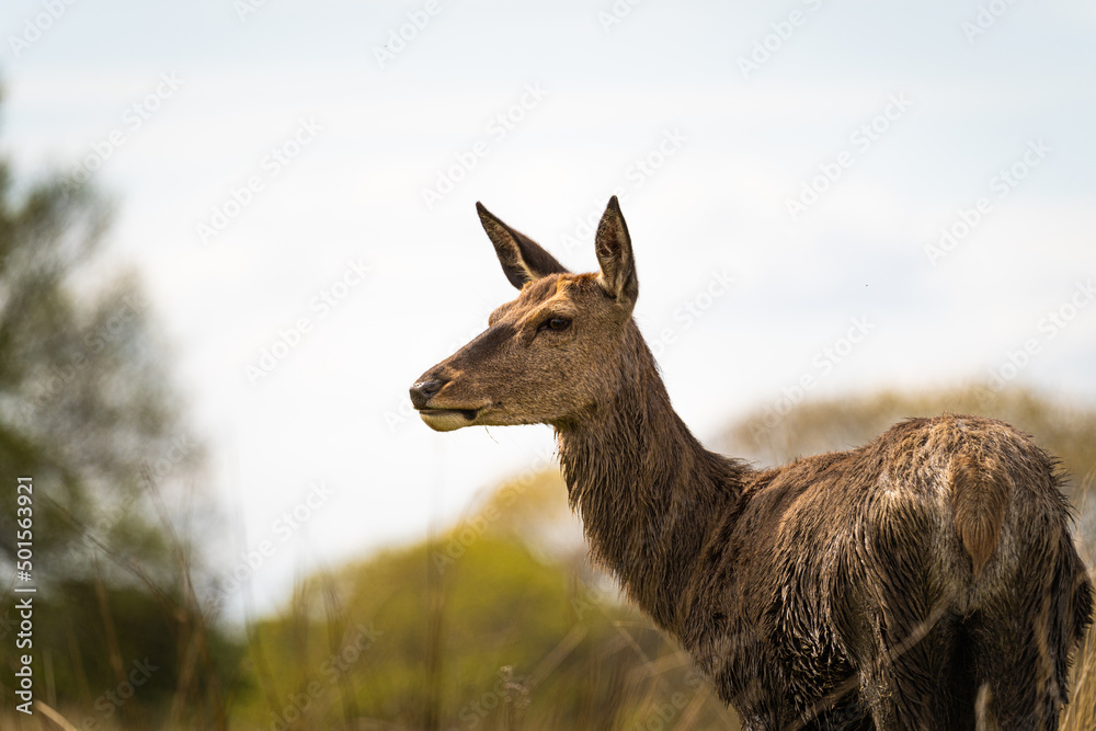 Obraz premium deer in the field