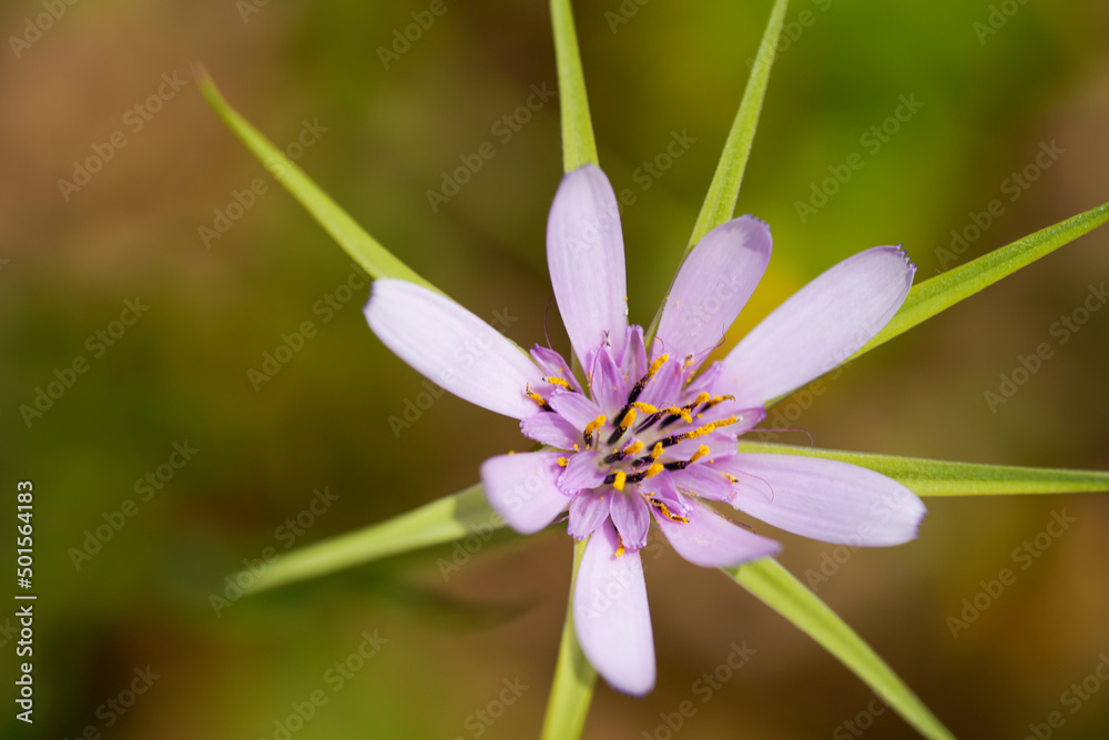 Pasture Goatsbeard (Tragopogon hybridus) Pasture Goatsbeard (Tragopogon hybridus)