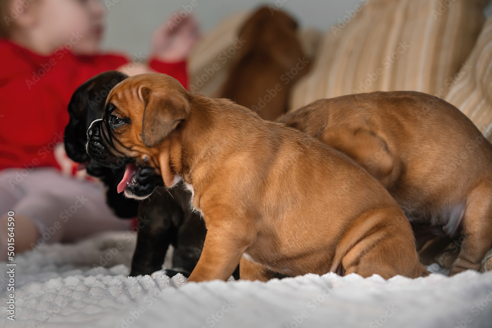 Obraz premium little german boxer puppies play at home on the couch