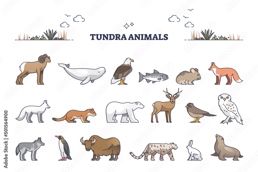 Tundra animals collection with natural habitat creatures type outline set.  Wildlife mammals for treeless Arctic region vector illustration. Typical  fauna example with seals, fox, rabbits and wolf. Stock Vector | Adobe Stock