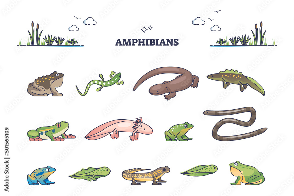 Amphibians as water vertebrates for moist habitat outline collection set.  Animals group collection with snakes, lizards, frogs and toads vector  illustration. Biology or zoology fauna organism category Stock Vector |  Adobe Stock