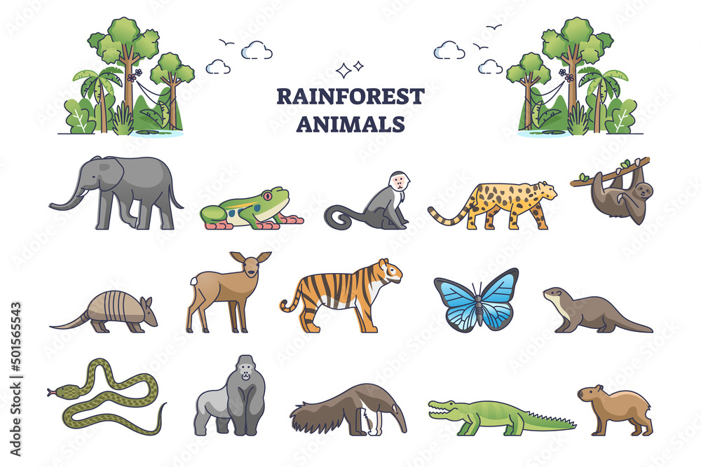 Rainforest jungle wildlife elements with animal fauna outline collection  set. Zoology and biodiversity for lush and mist climate habitat vector  illustration. Insects, birds, reptile and mammal items. Stock Vector |  Adobe Stock