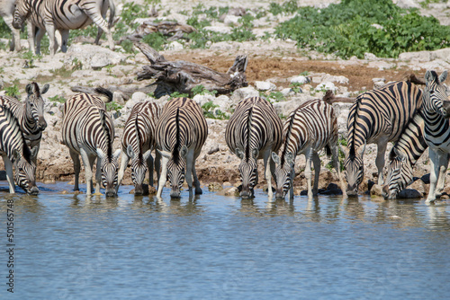 Zebra drinking water at Okaukuejo waterhole  Etosha National Park  Namibia