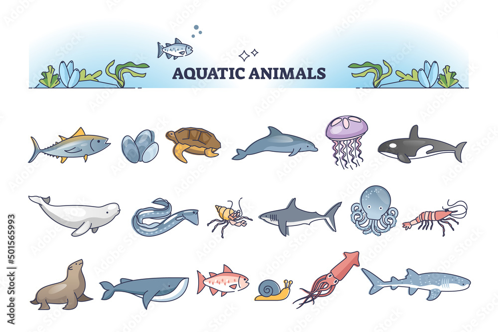 Aquatic animals collection with sea and ocean wildlife outline