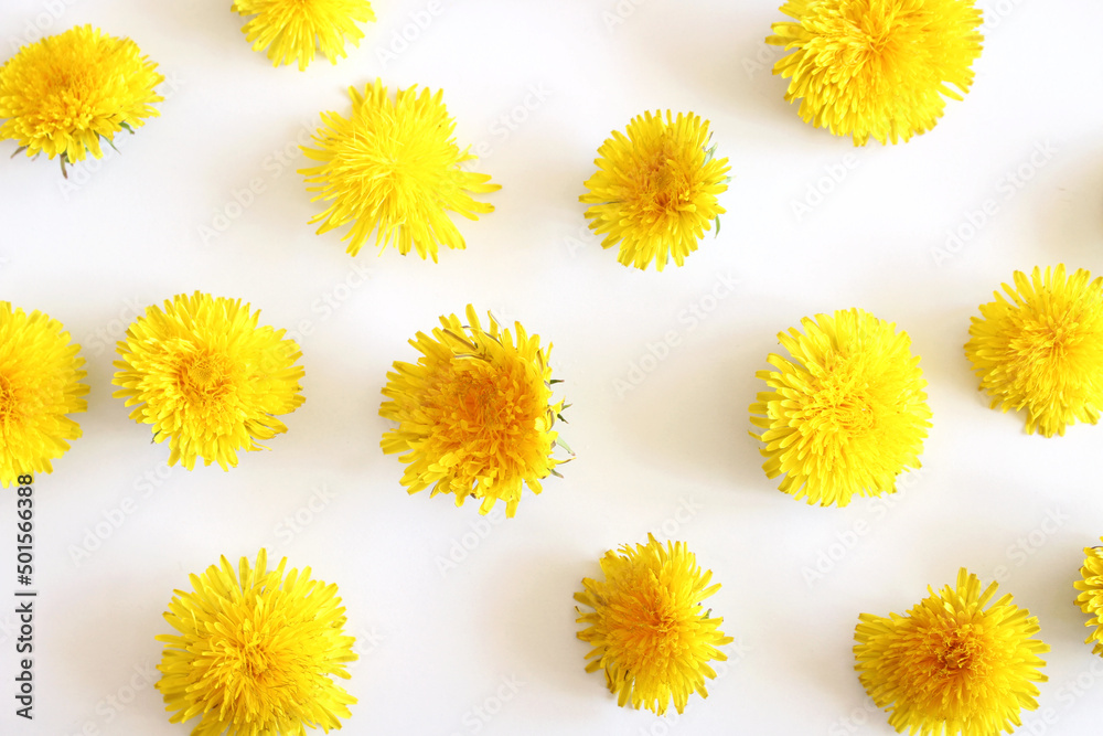 Close-up view of yellow dandelion, Taraxacum officinale on a white wooden table. Dandelion is well known for its yellow flower. It is a medicinal plant. Close-up view of yellow dandelion, Taraxacum officinale on a white wooden table. Dandelion is well known for its yellow flower. It is a medicinal plant.